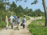 A back view of young friends with backpacks walking in the forest and enjoying a good summer day