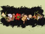 composition-compost-made-rotten-food